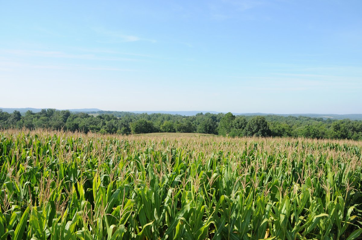 Property photo 1 - 57 Acres Offered in 3 Tracts