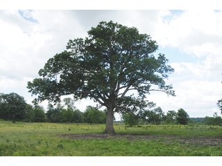 Property photo 48 - 681 Acres in 12 Tracts