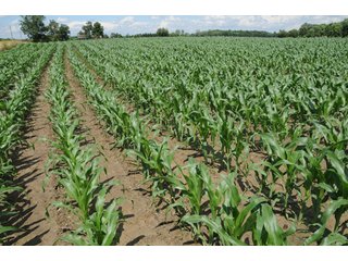 Property photo 18 - 681 Acres in 12 Tracts