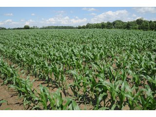 Property photo 23 - 681 Acres in 12 Tracts