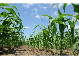 Property photo 72 - 681 Acres in 12 Tracts
