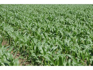 Property photo 31 - 681 Acres in 12 Tracts