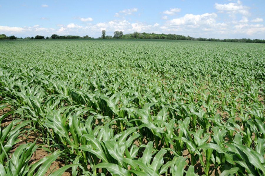 681 Acres in 12 Tracts