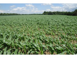 Property photo 11 - 681 Acres in 12 Tracts