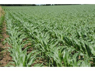 Property photo 21 - 681 Acres in 12 Tracts