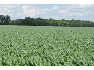 Property photo 61 - 681 Acres in 12 Tracts