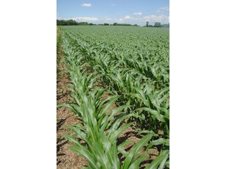 Property photo 55 - 681 Acres in 12 Tracts