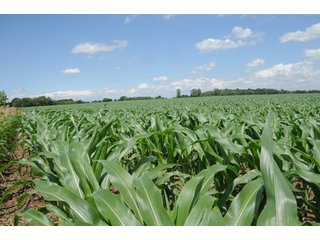 Property photo 7 - 681 Acres in 12 Tracts