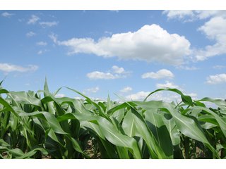 Property photo 16 - 681 Acres in 12 Tracts