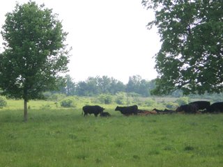 Property photo 32 - 681 Acres in 12 Tracts