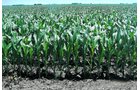 Property photo 1 - 160+/- Acres Offered in 2 Tracts