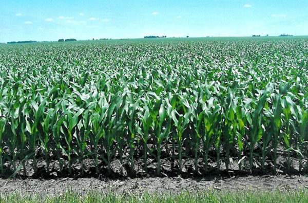 160+/- Acres Offered in 2 Tracts