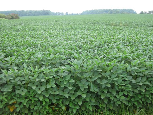 Property photo 2 - 75+/- Acres Offered in 2 Tracts