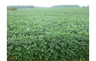 Property photo 2 - 75+/- Acres Offered in 2 Tracts