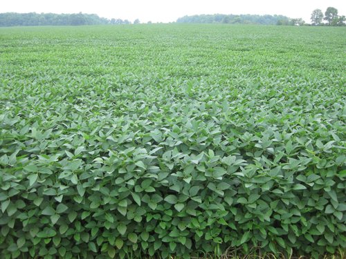 Property photo 3 - 75+/- Acres Offered in 2 Tracts
