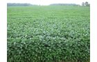 Property photo 3 - 75+/- Acres Offered in 2 Tracts