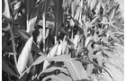 Property photo 5 - 75+/- Acres Offered in 2 Tracts