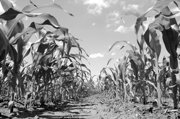 75+/- Acres Offered in 2 Tracts
