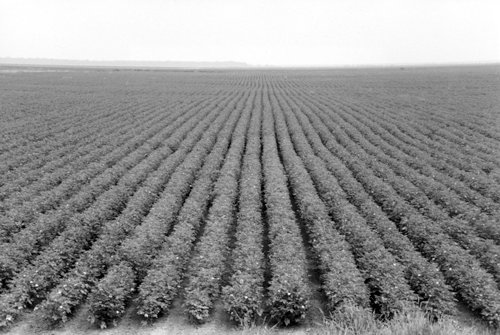 Property photo 6 - 75+/- Acres Offered in 2 Tracts