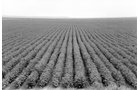 Property photo 6 - 75+/- Acres Offered in 2 Tracts