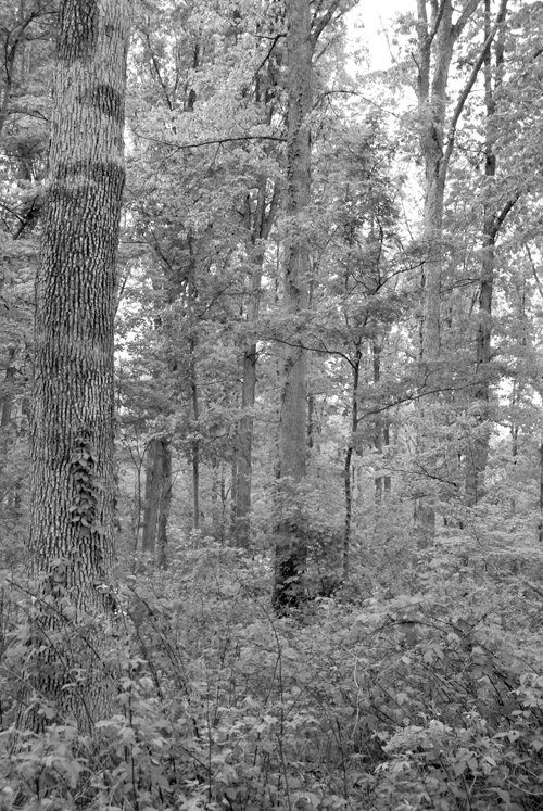 Property photo 1 - 75+/- Acres Offered in 2 Tracts
