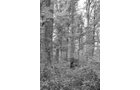 Property photo 1 - 75+/- Acres Offered in 2 Tracts