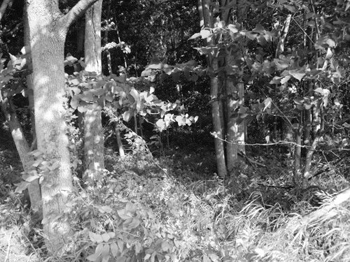 Property photo 4 - 75+/- Acres Offered in 2 Tracts