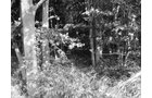 Property photo 4 - 75+/- Acres Offered in 2 Tracts