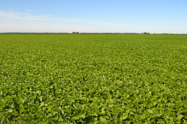 143+/- Acres Offered in 4 Tracts