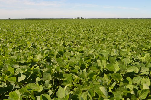 Property photo 6 - 143+/- Acres Offered in 4 Tracts