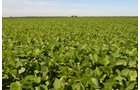 Property photo 6 - 143+/- Acres Offered in 4 Tracts