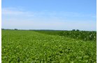 Property photo 7 - 143+/- Acres Offered in 4 Tracts