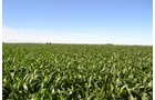 Property photo 8 - 143+/- Acres Offered in 4 Tracts