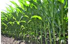 Property photo 4 - 143+/- Acres Offered in 4 Tracts