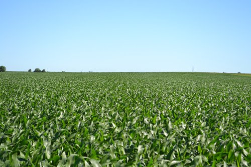 Property photo 5 - 143+/- Acres Offered in 4 Tracts