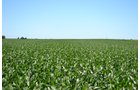 Property photo 5 - 143+/- Acres Offered in 4 Tracts