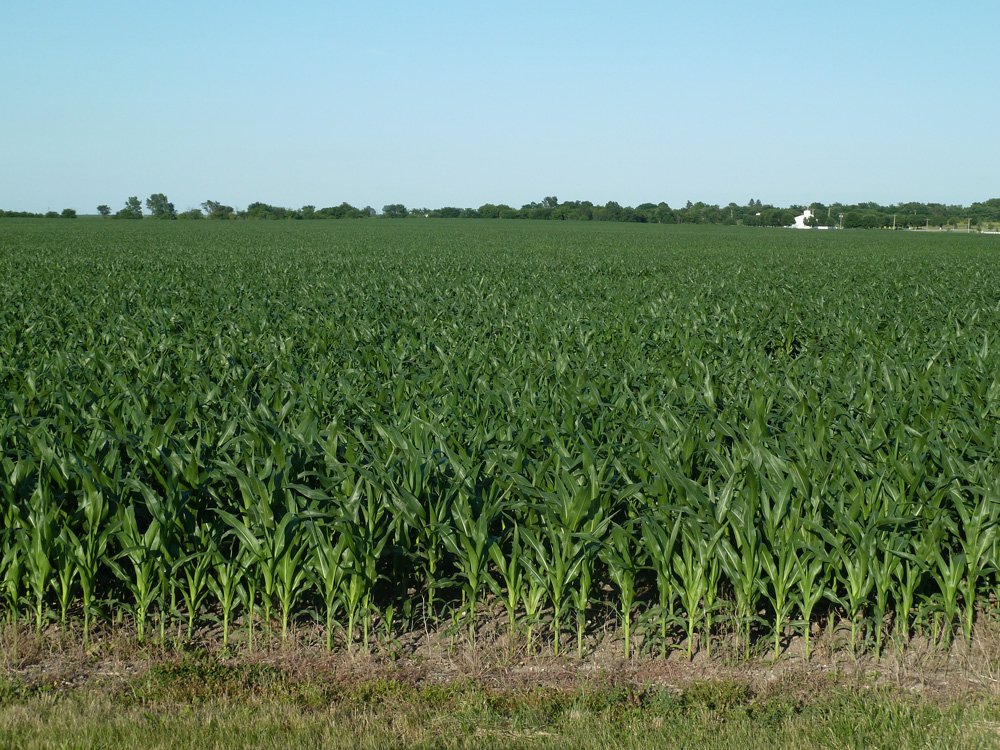 Property photo 5 - Land Auction - 565 Acres of Mostly Tillable Farmland with Productive Soils and Excellent Location