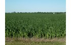 Property photo 5 - Land Auction - 565 Acres of Mostly Tillable Farmland with Productive Soils and Excellent Location
