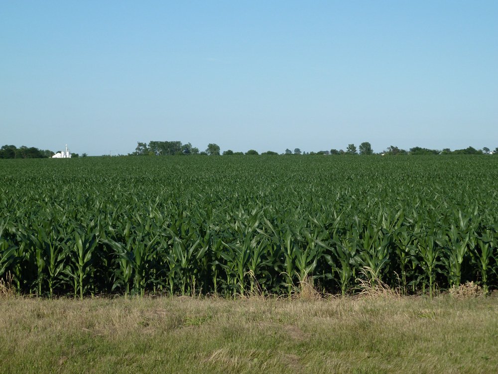 Property photo 6 - Land Auction - 565 Acres of Mostly Tillable Farmland with Productive Soils and Excellent Location