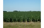 Property photo 6 - Land Auction - 565 Acres of Mostly Tillable Farmland with Productive Soils and Excellent Location