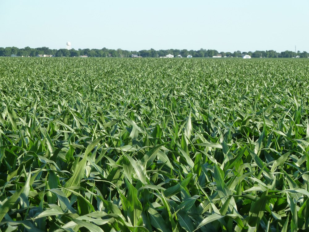 Property photo 4 - Land Auction - 565 Acres of Mostly Tillable Farmland with Productive Soils and Excellent Location