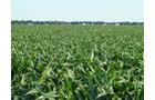 Property photo 4 - Land Auction - 565 Acres of Mostly Tillable Farmland with Productive Soils and Excellent Location