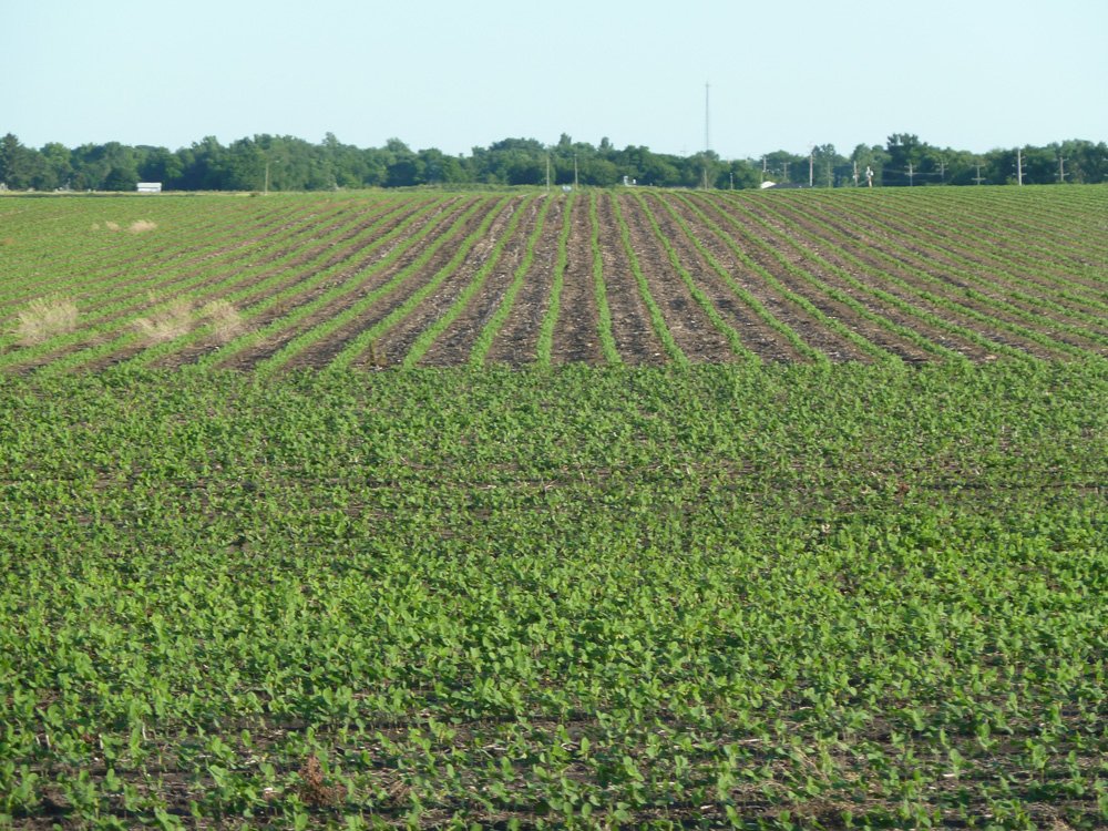 Property photo 3 - Land Auction - 565 Acres of Mostly Tillable Farmland with Productive Soils and Excellent Location