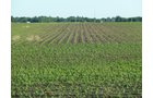 Property photo 3 - Land Auction - 565 Acres of Mostly Tillable Farmland with Productive Soils and Excellent Location