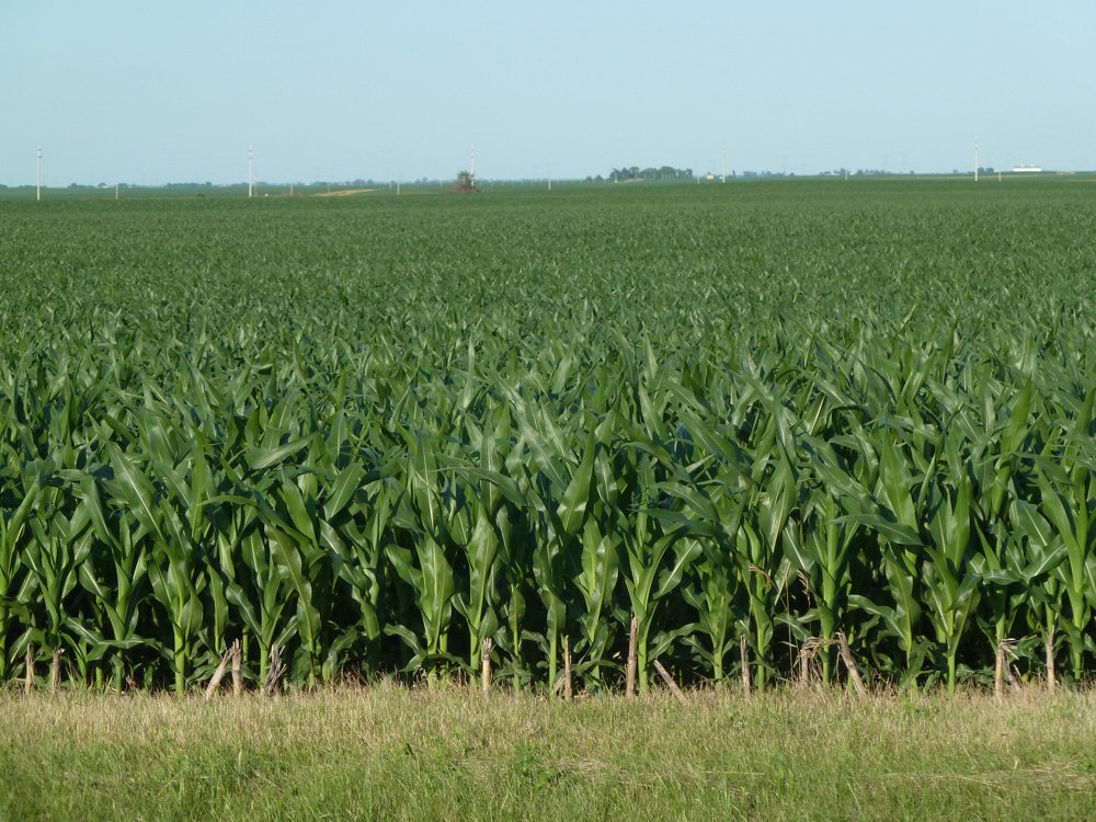 Property photo 1 - Land Auction - 565 Acres of Mostly Tillable Farmland with Productive Soils and Excellent Location