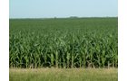 Property photo 1 - Land Auction - 565 Acres of Mostly Tillable Farmland with Productive Soils and Excellent Location