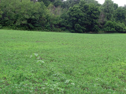 Property photo 4 - 40 Acres Offered in 3 Tracts