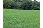 Property photo 4 - 40 Acres Offered in 3 Tracts