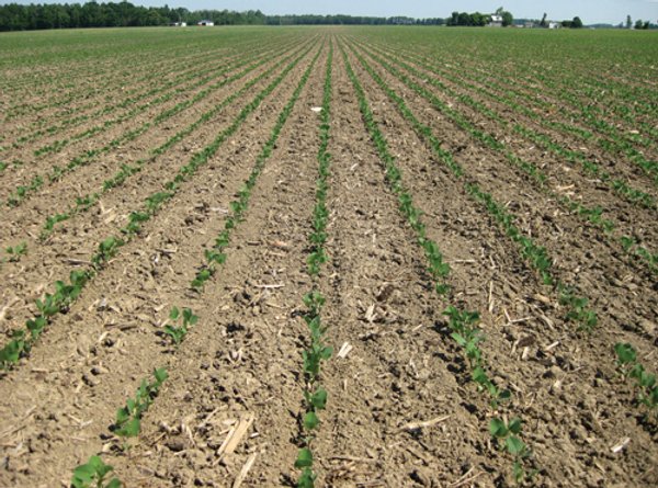 118 Acres Offered in 5 Tracts