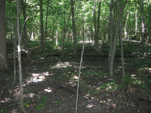 Property photo 2 - 118 Acres Offered in 5 Tracts